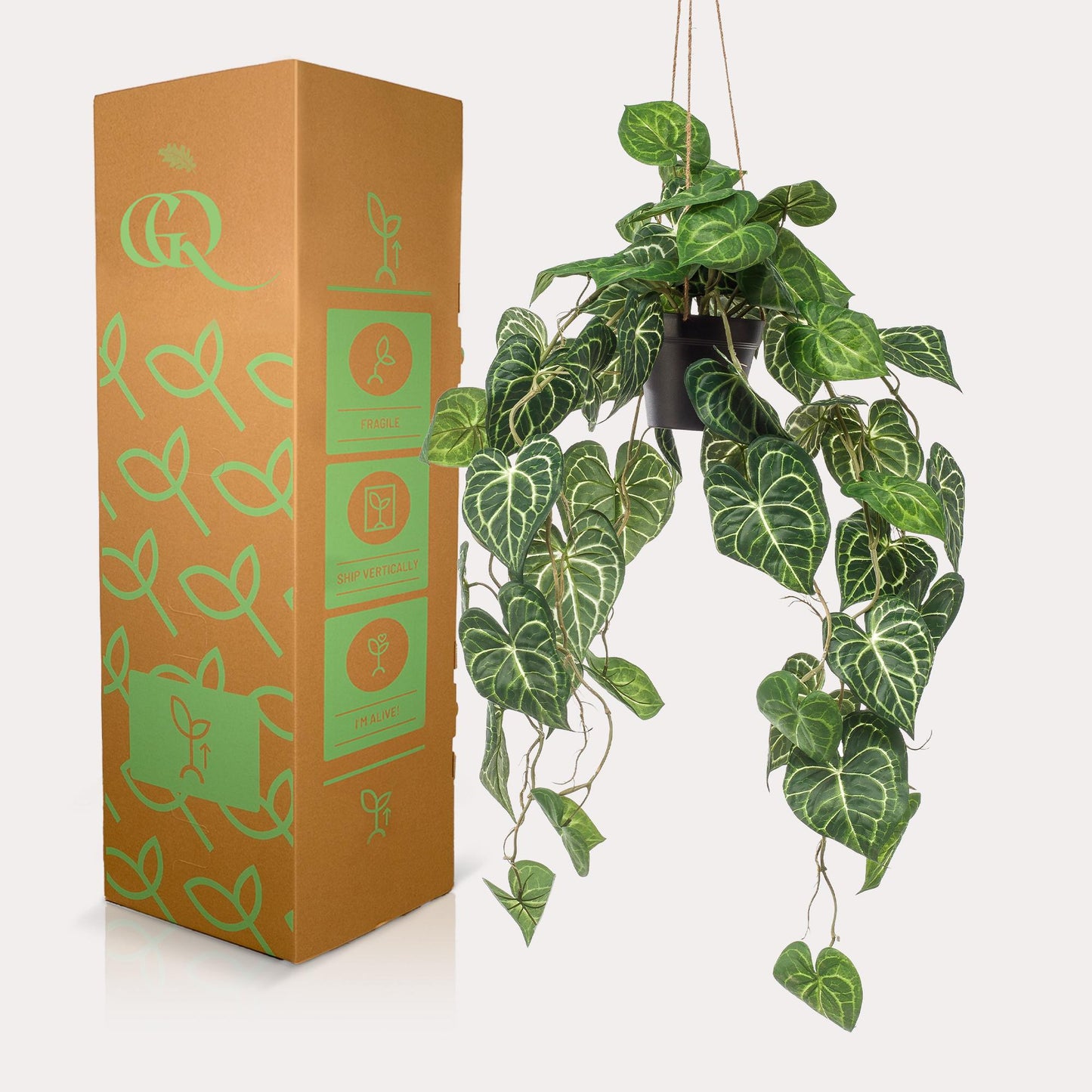 🌿 Anthurium clarinervium – Aderplant | Kunstplant