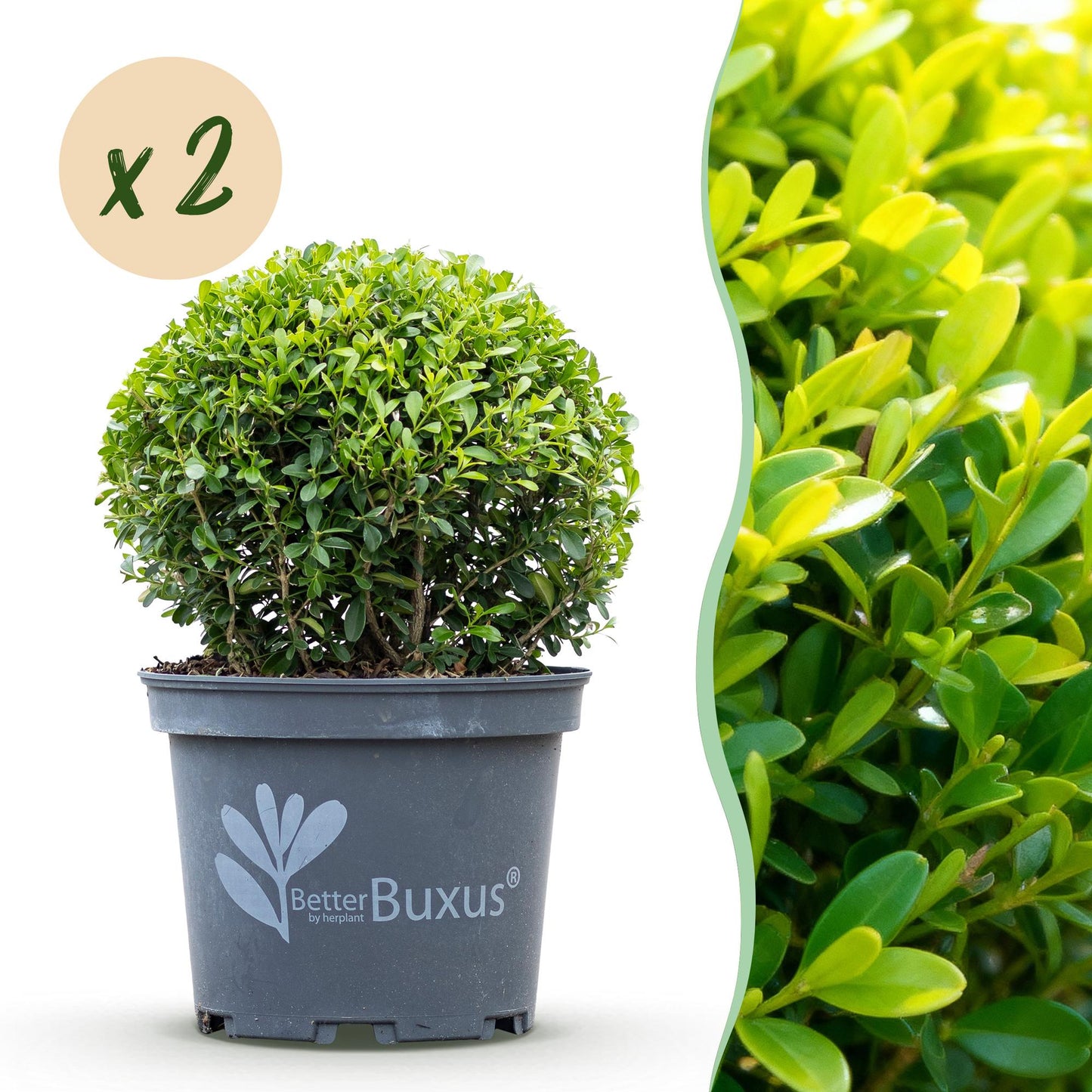 🌿 BetterBuxus ‘Skylight’ | Sterke Buxus Bol (2 Stuks)