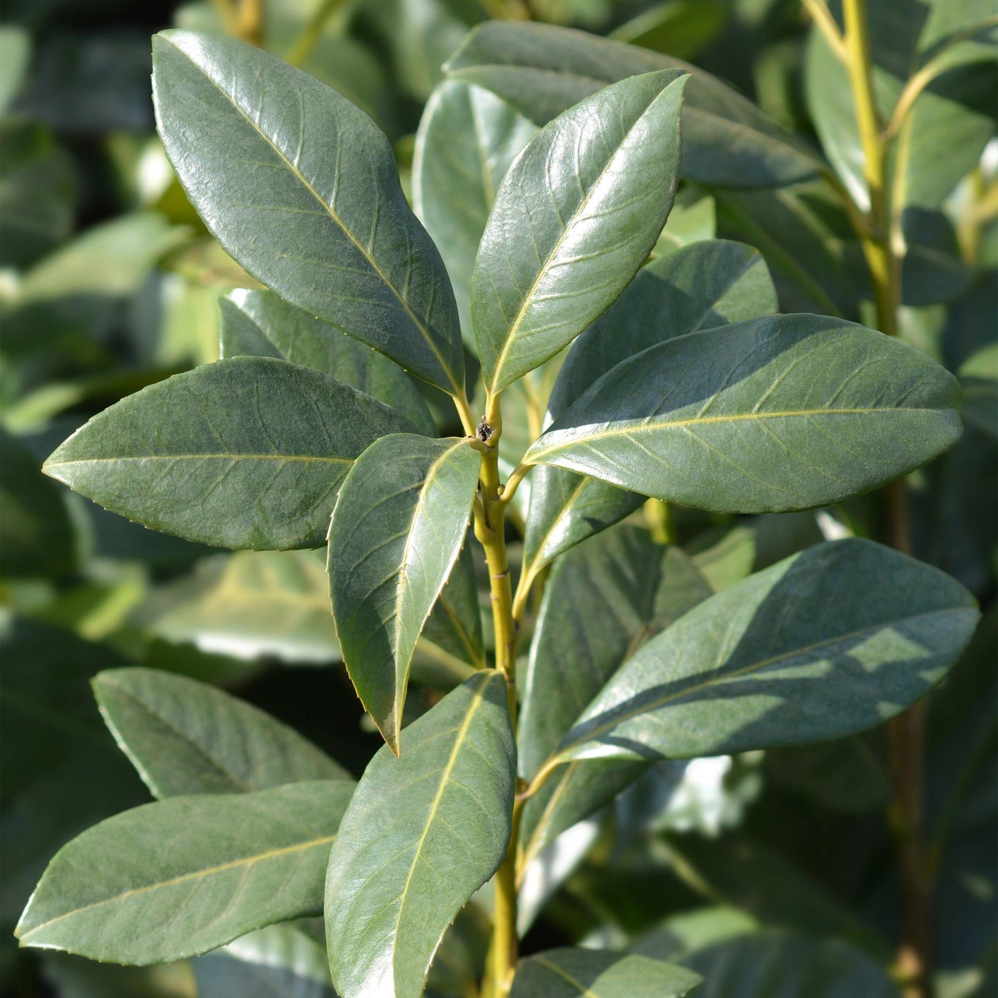 🌿 Prunus laurocerasus ‘Caucasica’ | Laurierhaag (8 Stuks)