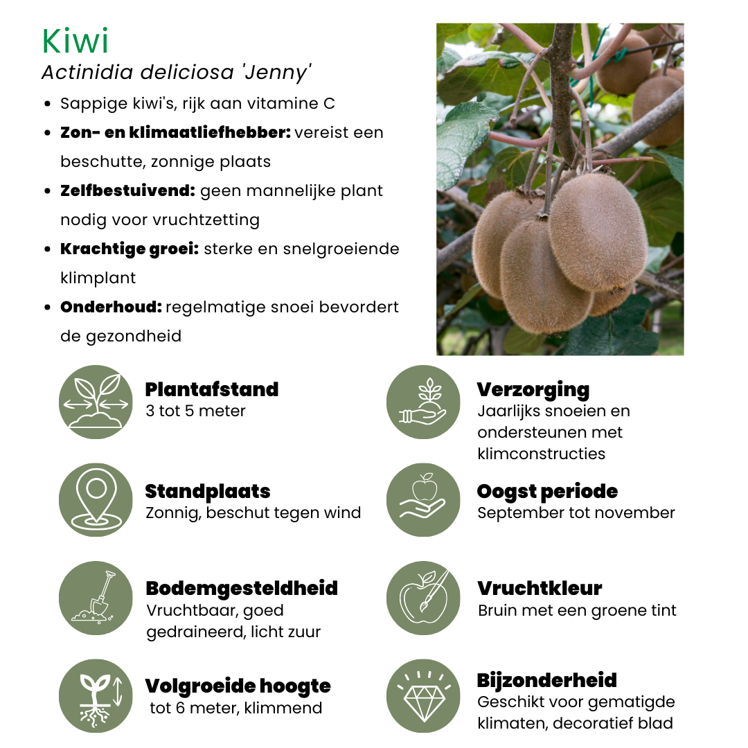 🍇 BIO Fruitplanten Mix ‘Zoete Oogst’ (3 Stuks)