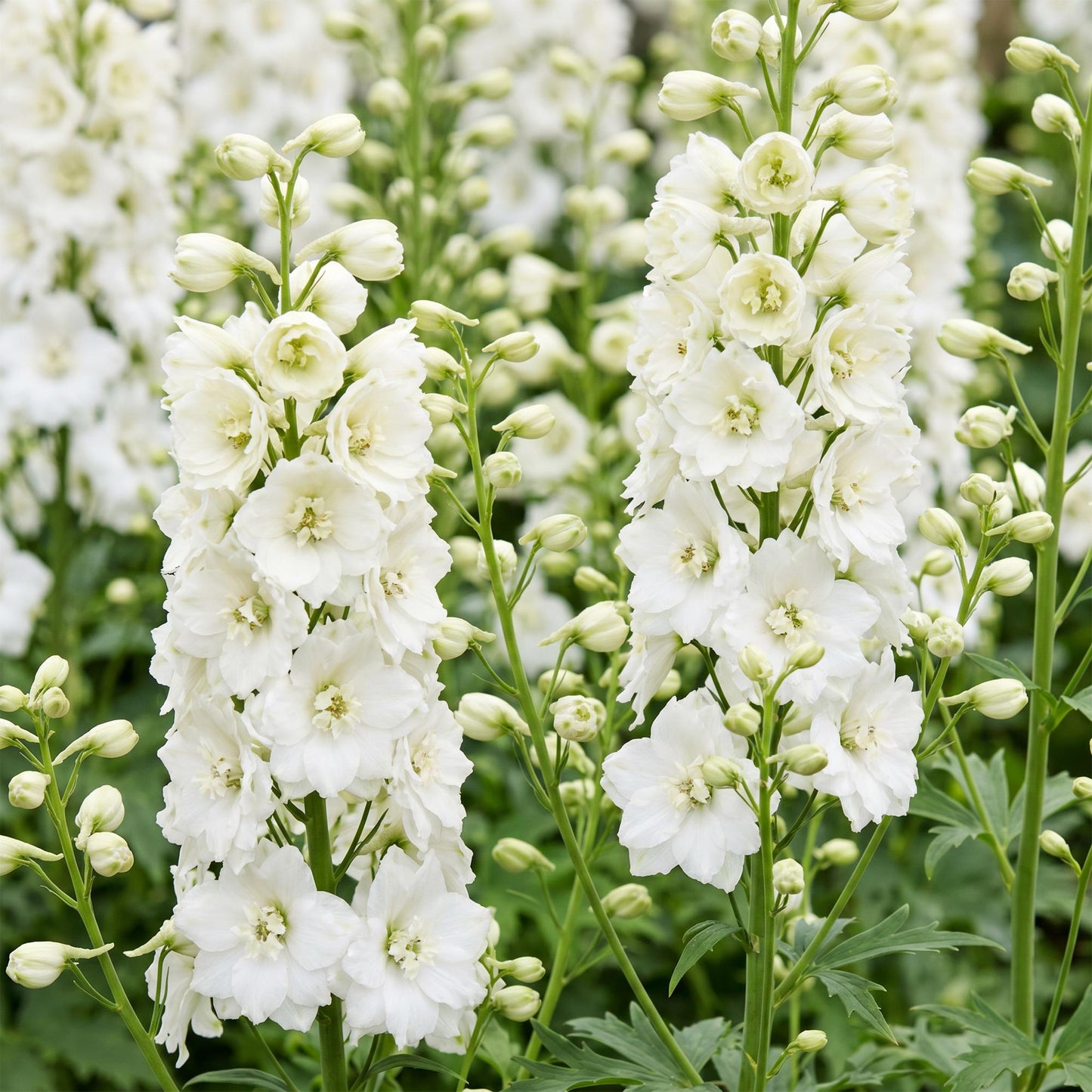 🌿 Delphinium (Pacific) 'Galahad' – Witte Ridderspoor | 3 stuks