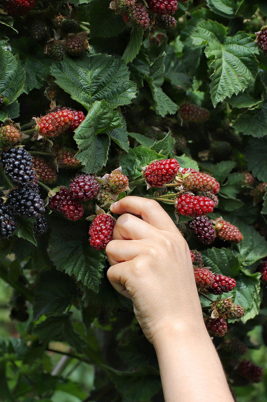 🍇 Rubus fruticosus ‘Thornless Evergreen’ – Doornloze Braam