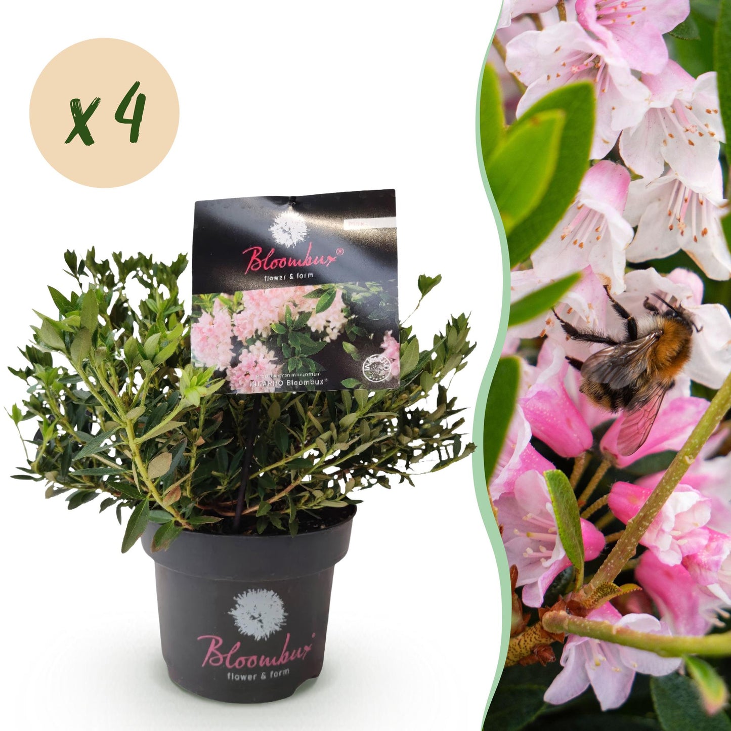 🌸 Rhododendron ‘Bloombux Light Pink’ – Dwerg Rhododendron | (4 stuks)
