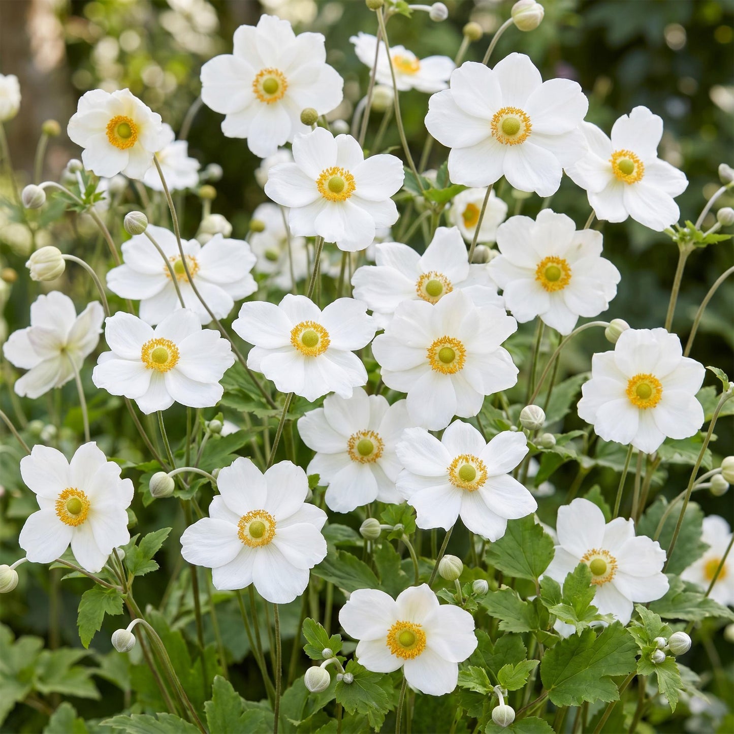 🌿 Anemone × hybrida 'Honorine Jobert' – Witte Herfstanemoon | 3 stuks