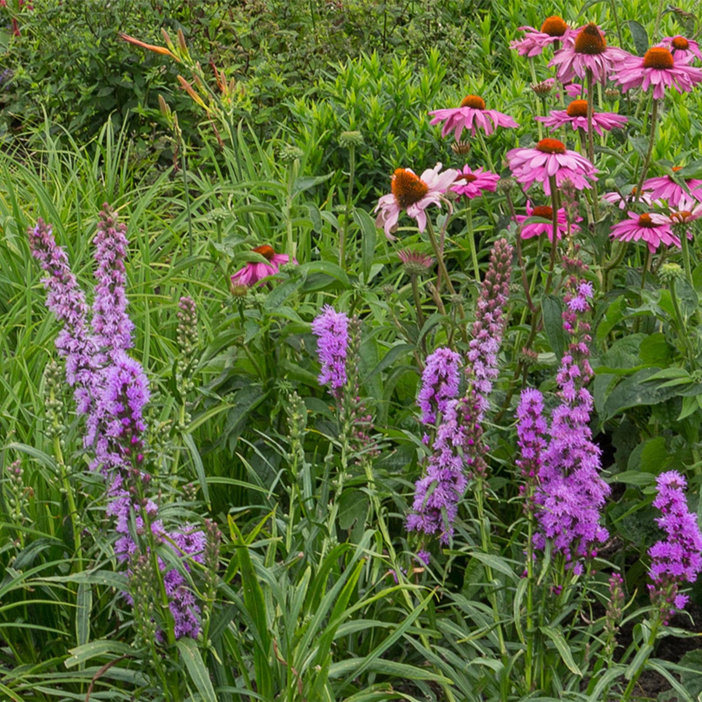 🐝🦋 Borderpakket – Bijen & Vlinderlokkend – 24 Vaste Planten – 3 m² – Ø11 cm – Diverse Kleuren – Weinig Onderhoud