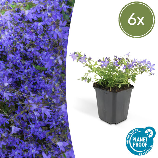 🌸 Campanula ‘Stella’ – Winterharde Bloeiende Bodembedekker (6 stuks)