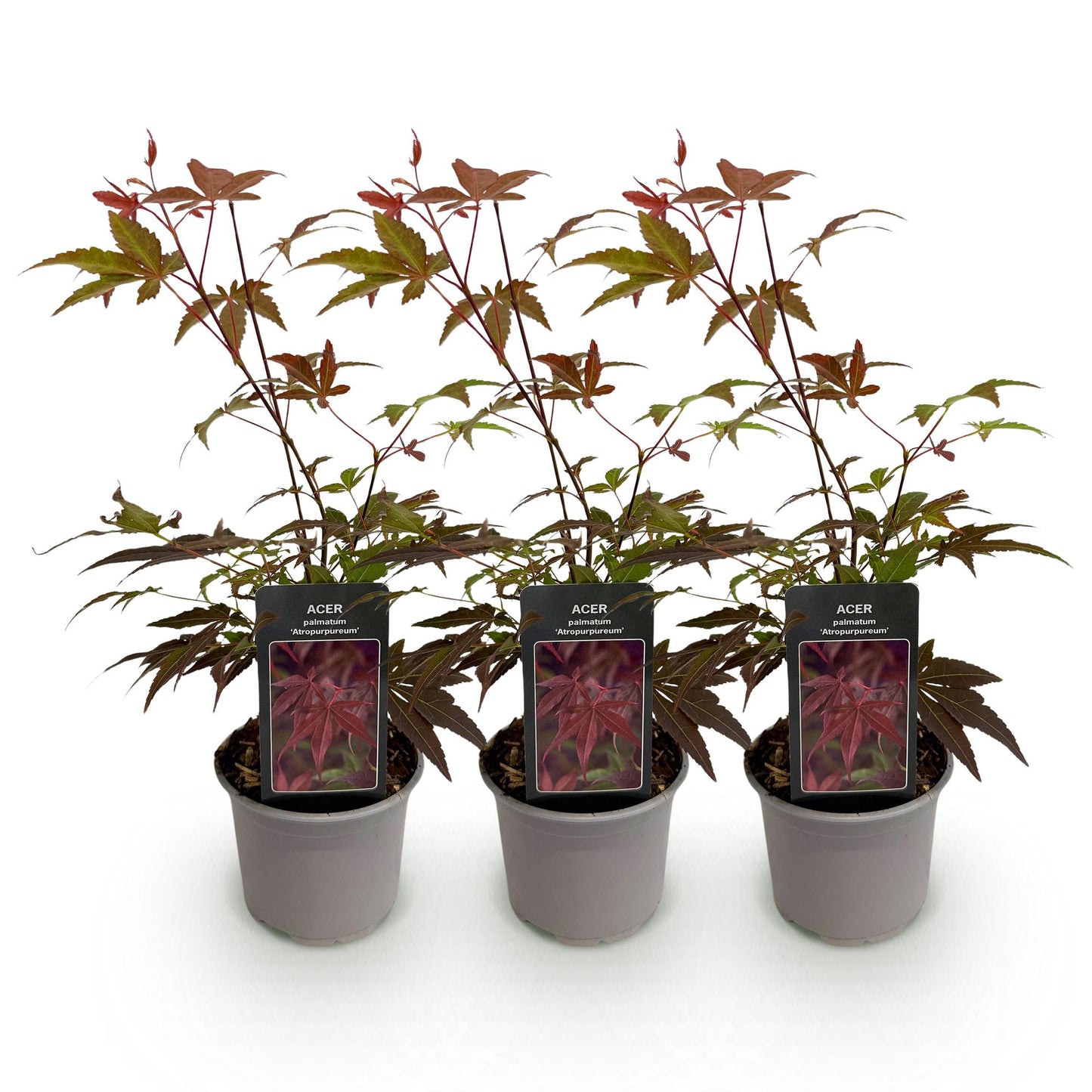 🍁 Acer palmatum ‘Atropurpureum’ – Paarse Japanse Esdoorn | (3 stuks)