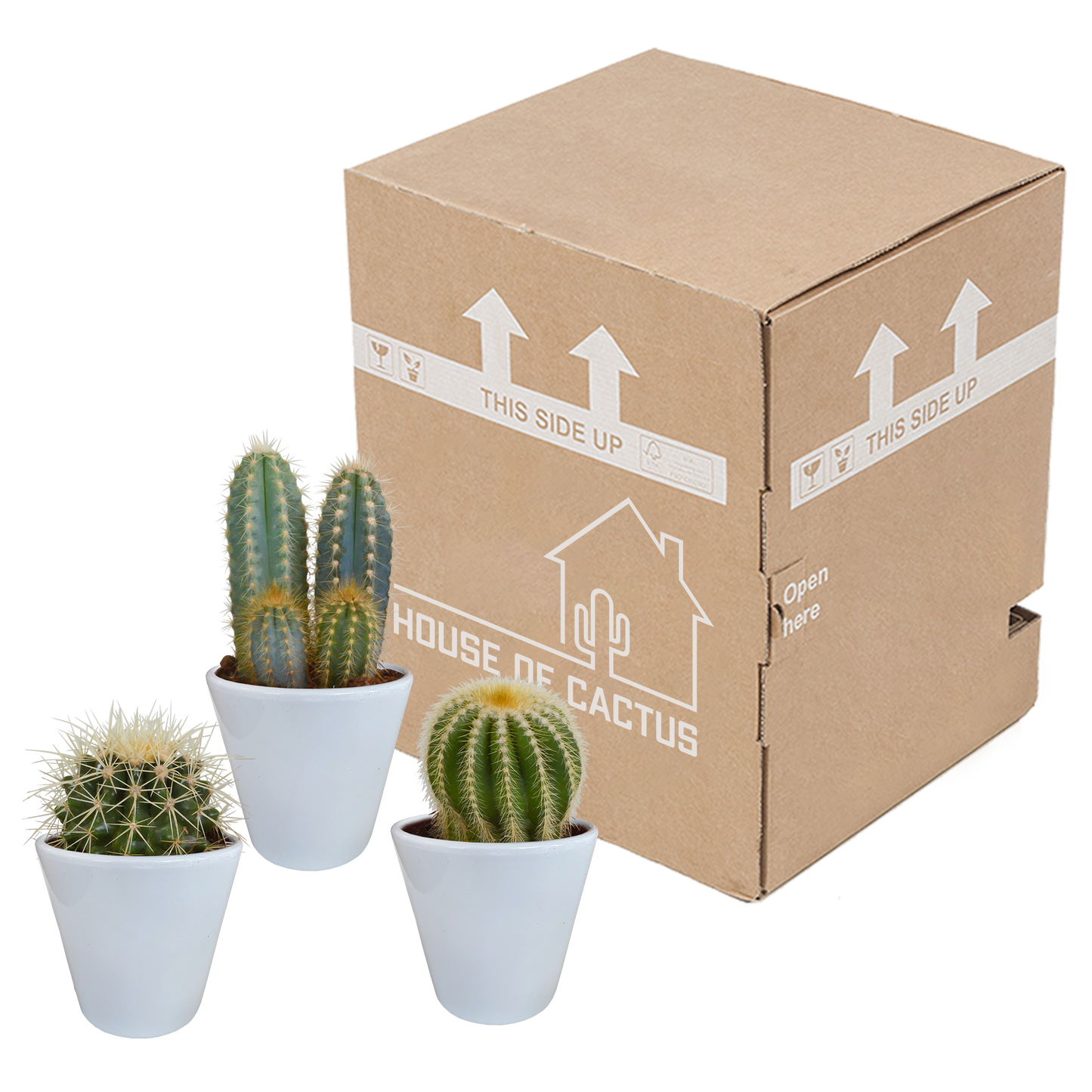 🌵 Cactus Mix –in Witte Pot (3 stuks)