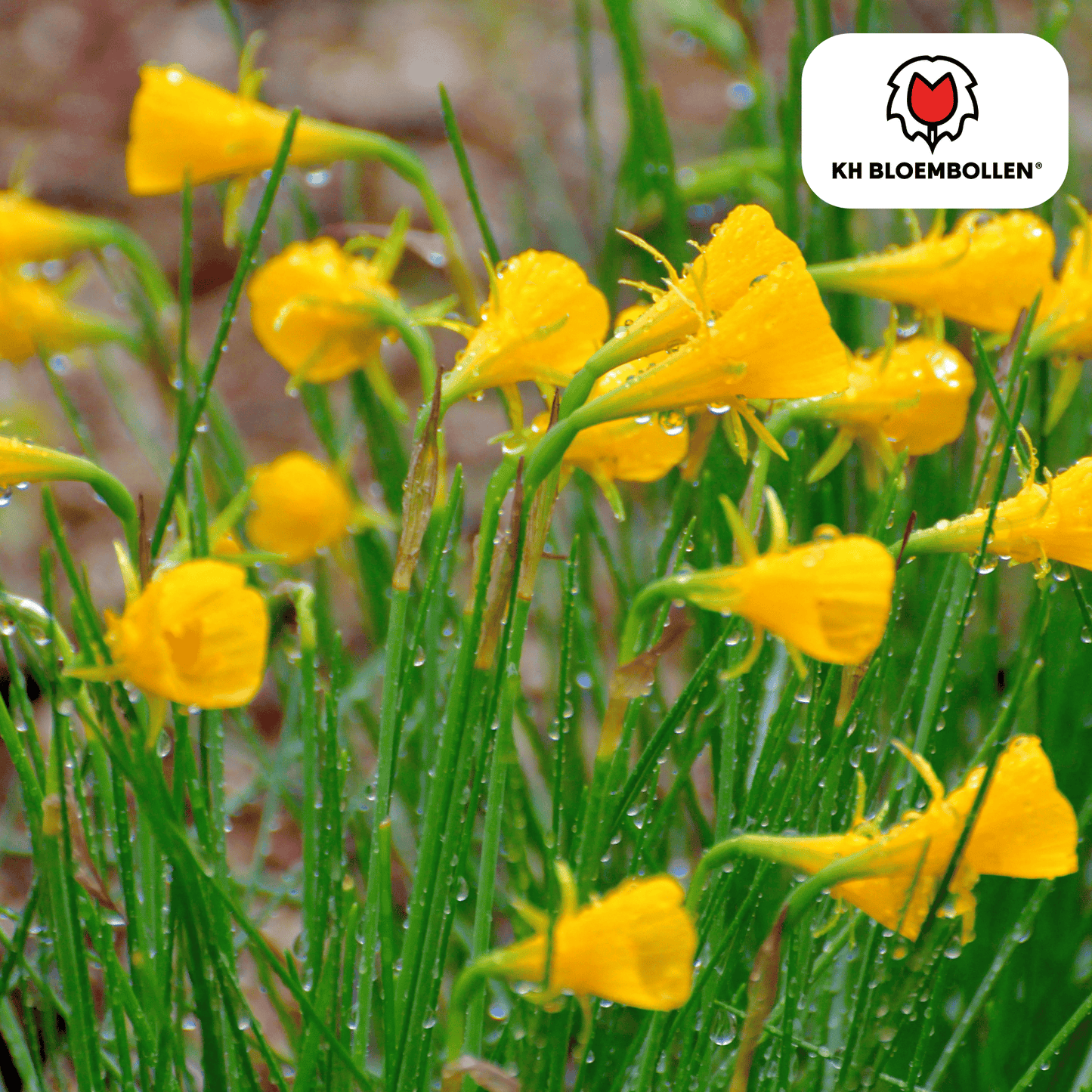 🌼  Narcis ‘Golden Bells’  Stralende Lentefavoriet (25 stuks)