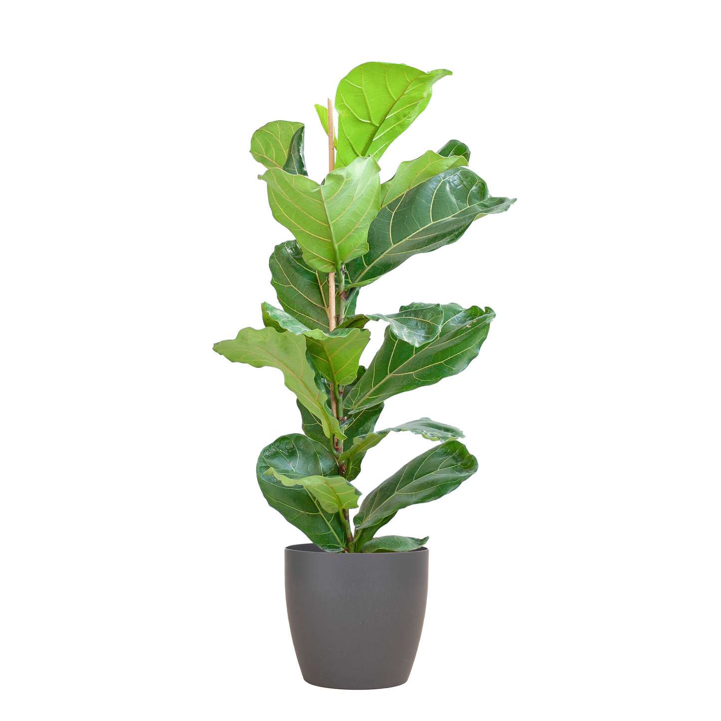🌿 Ficus Lyrata – Vioolbladplant met Viber Pot Grijs