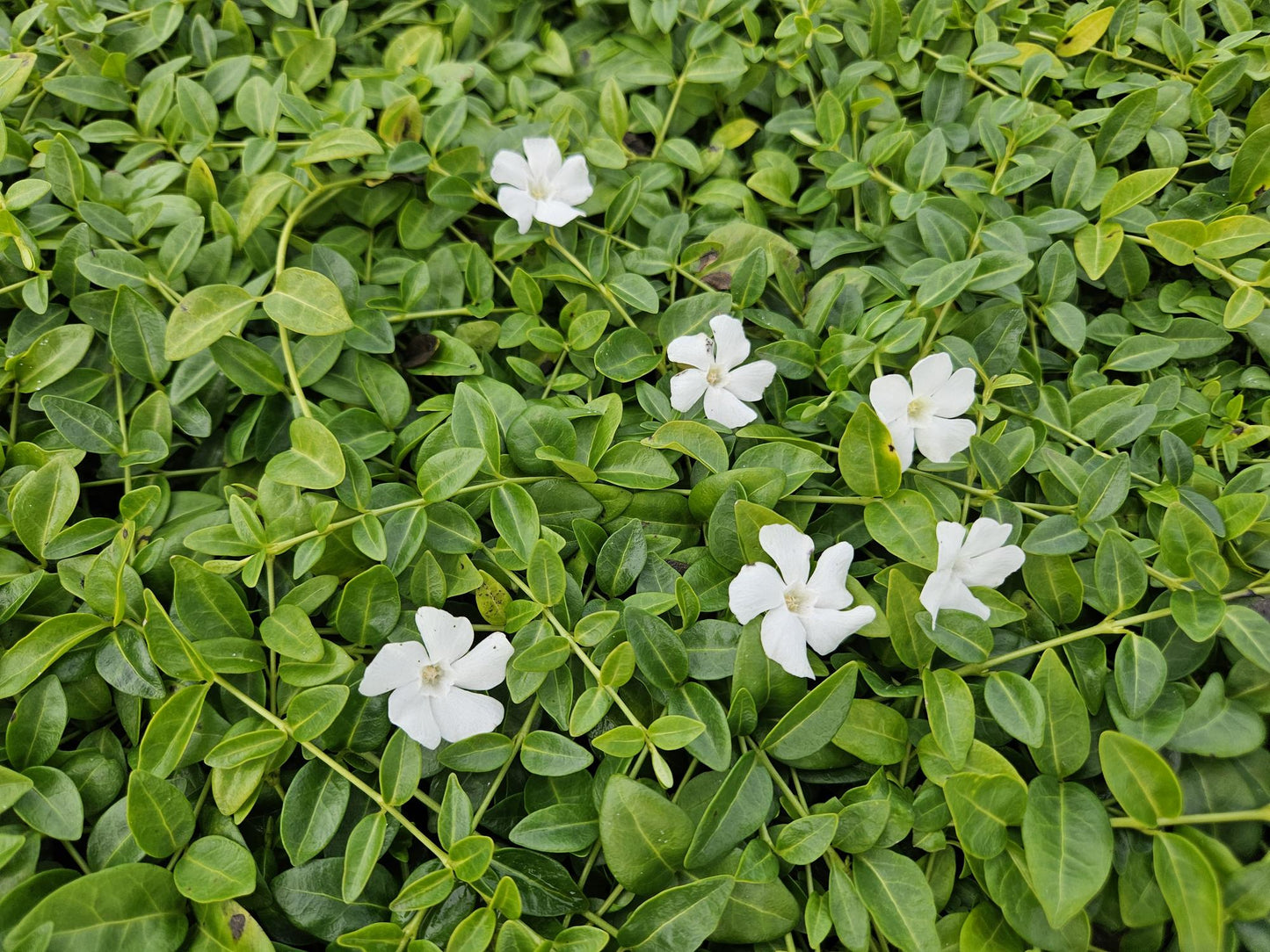 🌿 Vinca minor ‘Gertrude Jekyll’ – Winterharde Witte Bodembedekker (24 stuks)