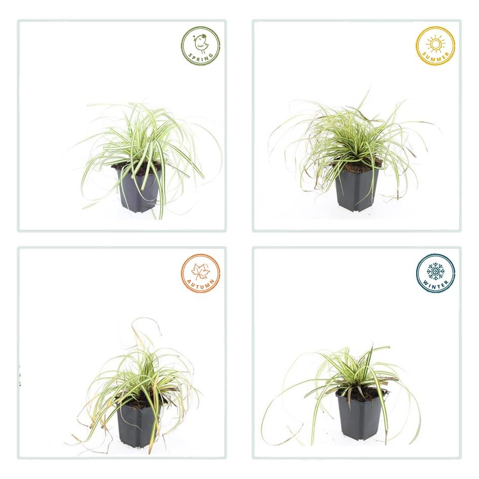 🌾 Carex ‘Evergold’ – Wintergroen Siergras voor Zon & Halfschaduw (24 stuks)