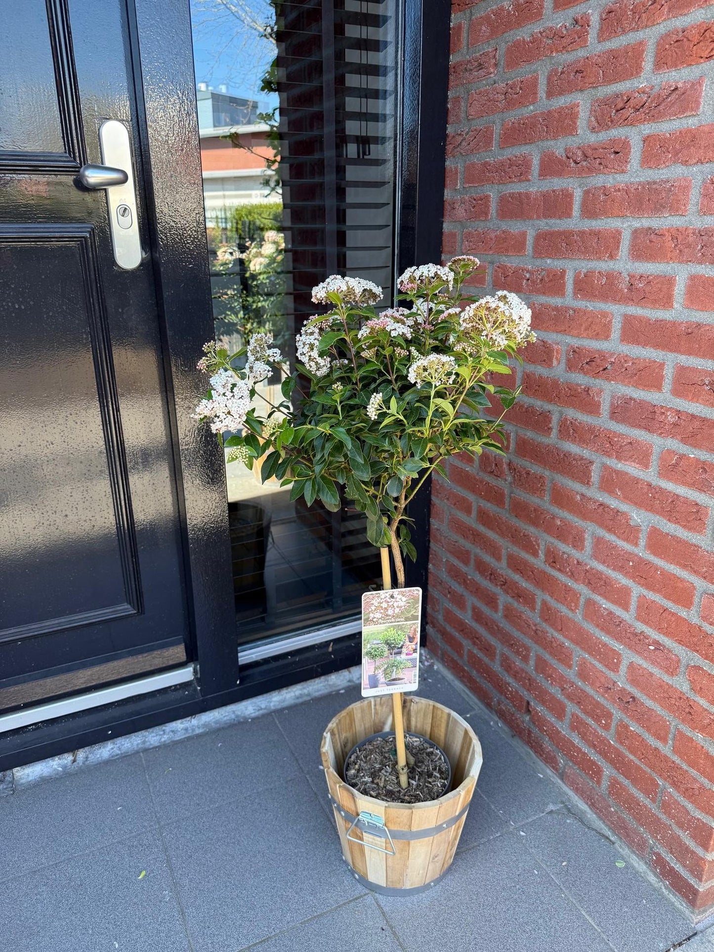 🌿 Viburnum tinus op Stam – Bladhoudende Terrasplant – Winterhard
