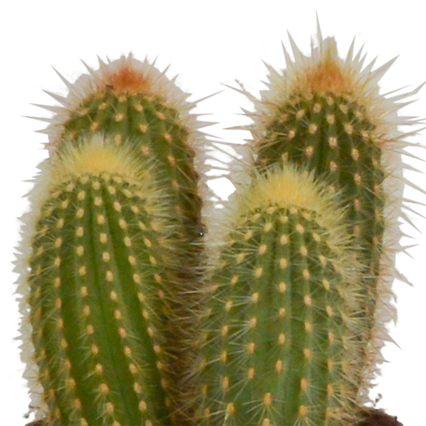 🌵 Cereus Mix – Set van 3 Cactussen – Ø10,5cm – Zonder pot – Stoer & Onderhoudsarm