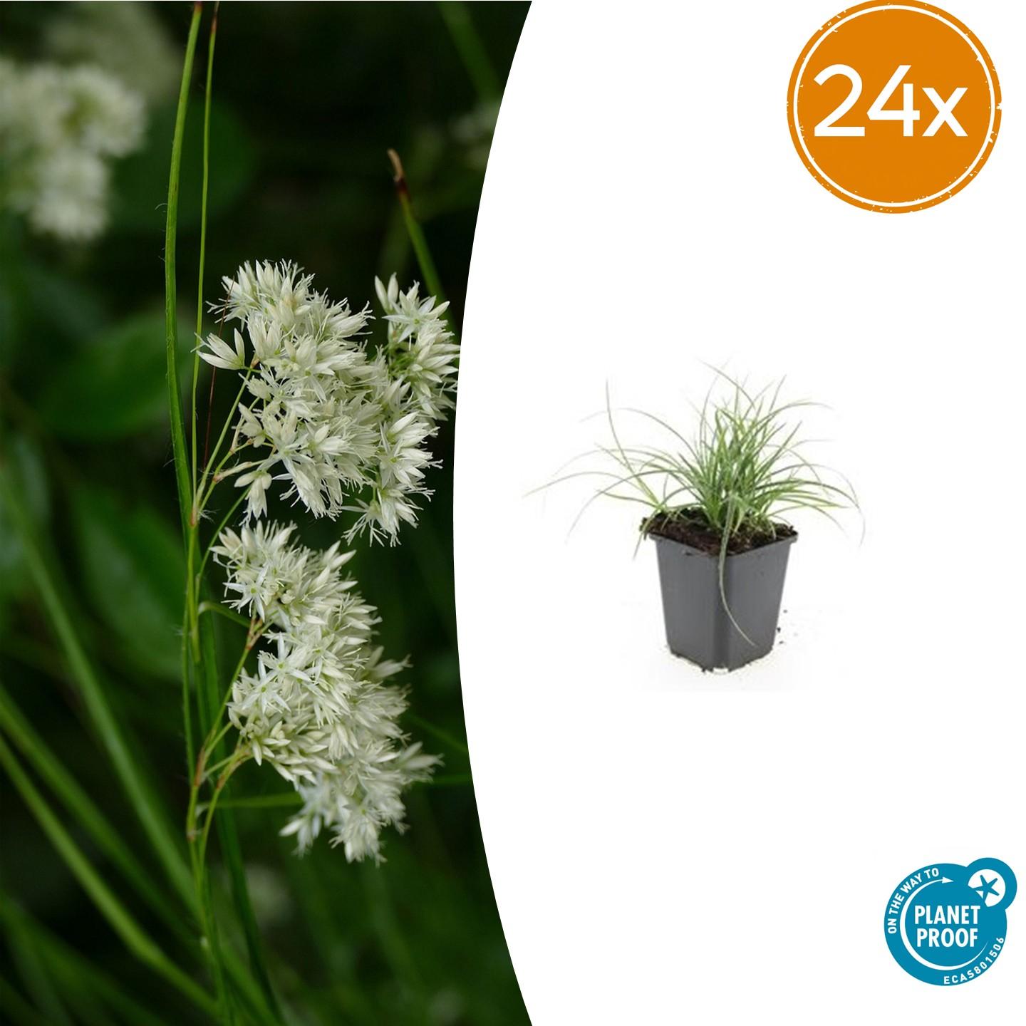 🌿 Luzula nivea – Wintergroene Schaduwbodembedekker (24 stuks)
