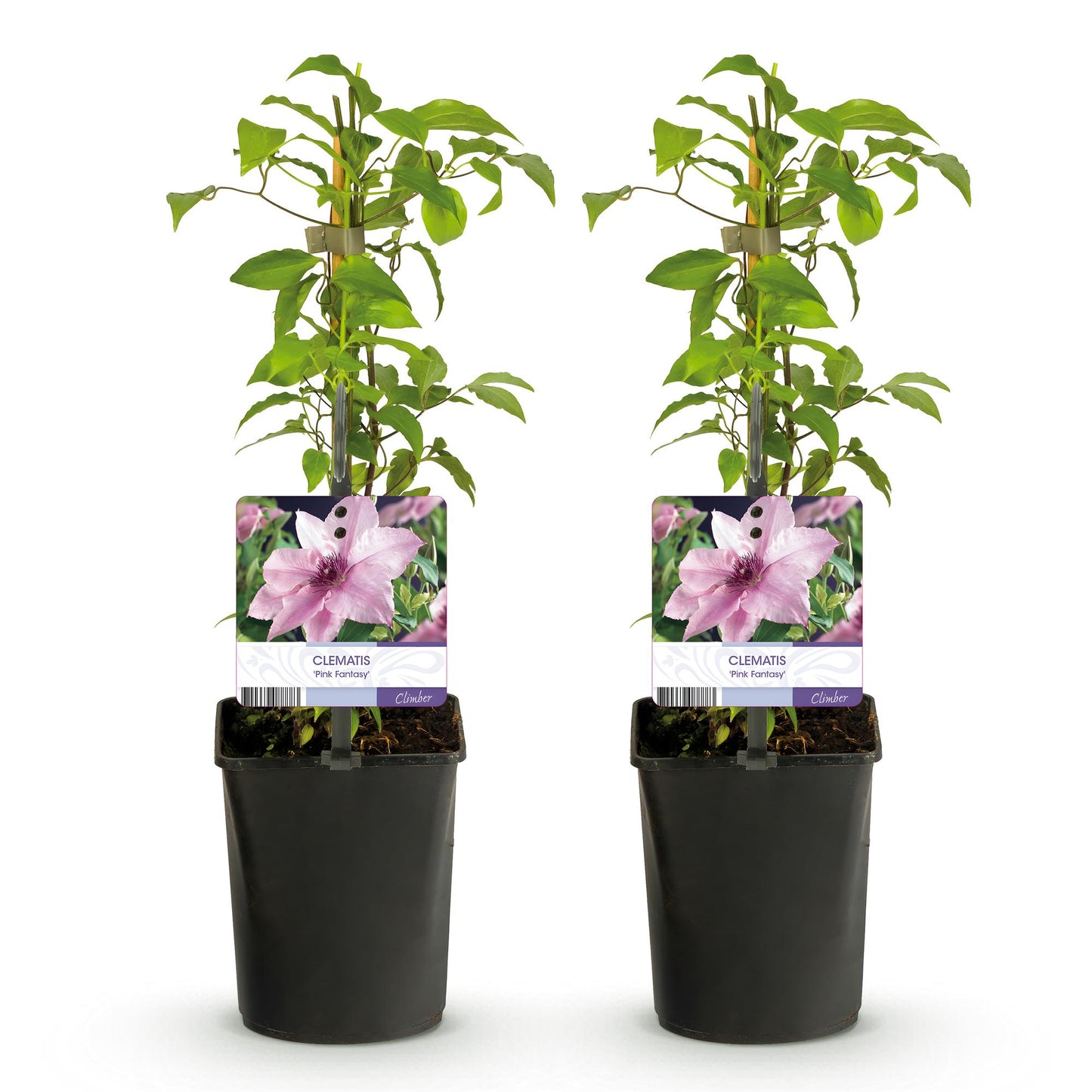 🌸 Clematis ‘Pink Fantasy’ – Klimplant (2 Stuks)