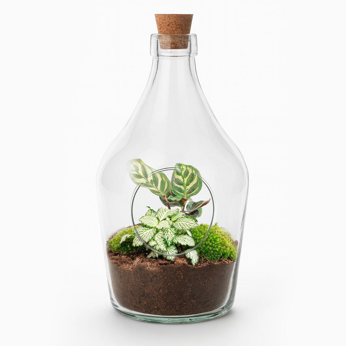 🌿 Open Plantenterrarium – Joss