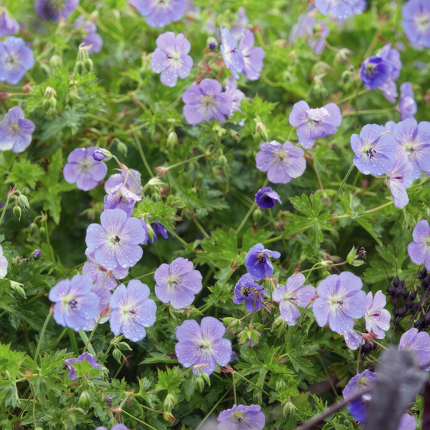 🌸 Geranium ‘Rozanne’ – Winterharde Langbloeiende Vaste Plant (24 stuks)