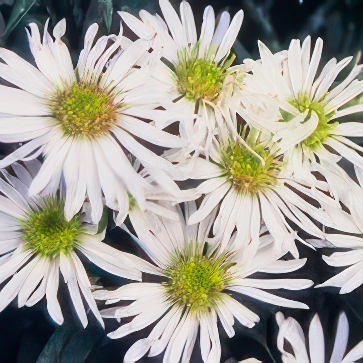 🌼 Aster ‘Ashvi’ – Winterharde Witbloeiende Bodembedekker (24 stuks)