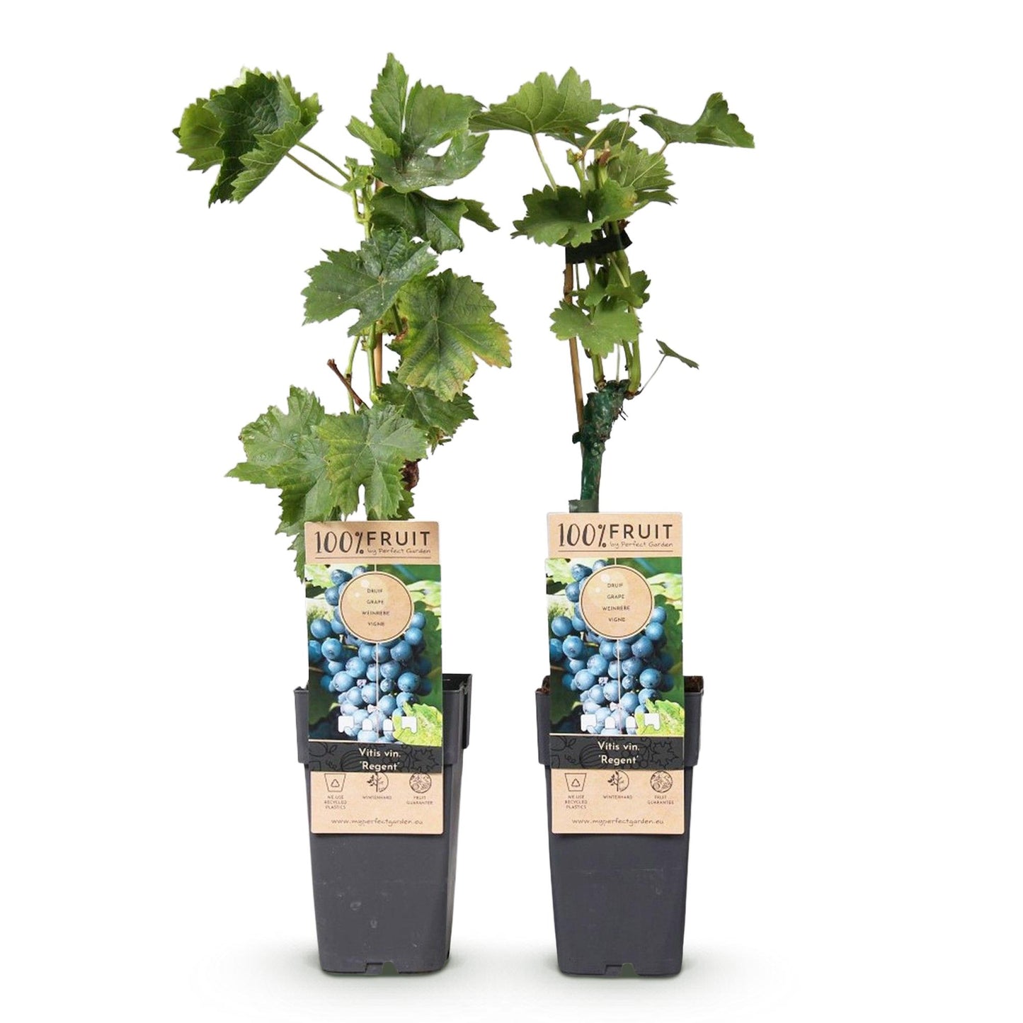 🍇 Vitis vinifera ‘Regent’ – Blauwe Druif (2 Stuks)