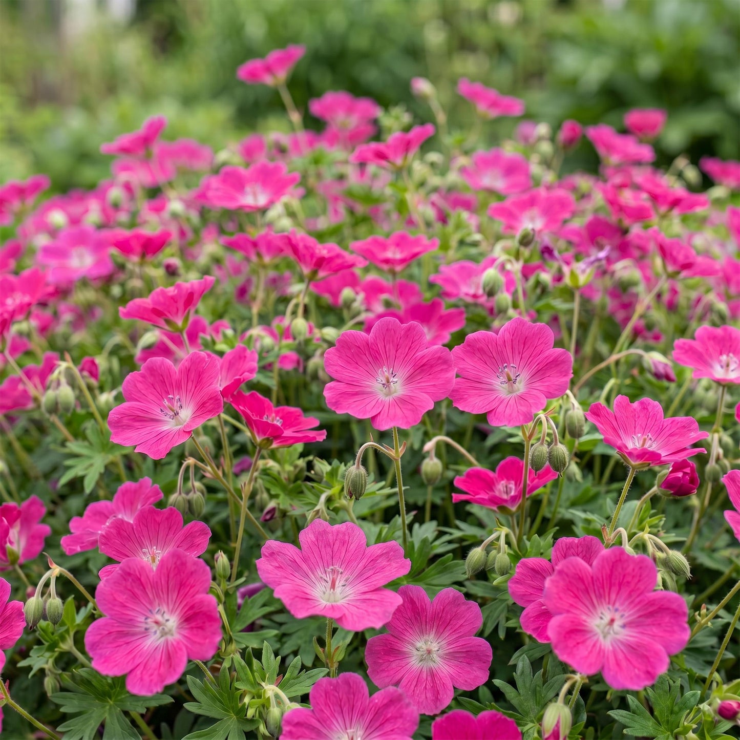 🌿 Geranium sanguineum 'Max Frei' – Ooievaarsbek | 3 stuks