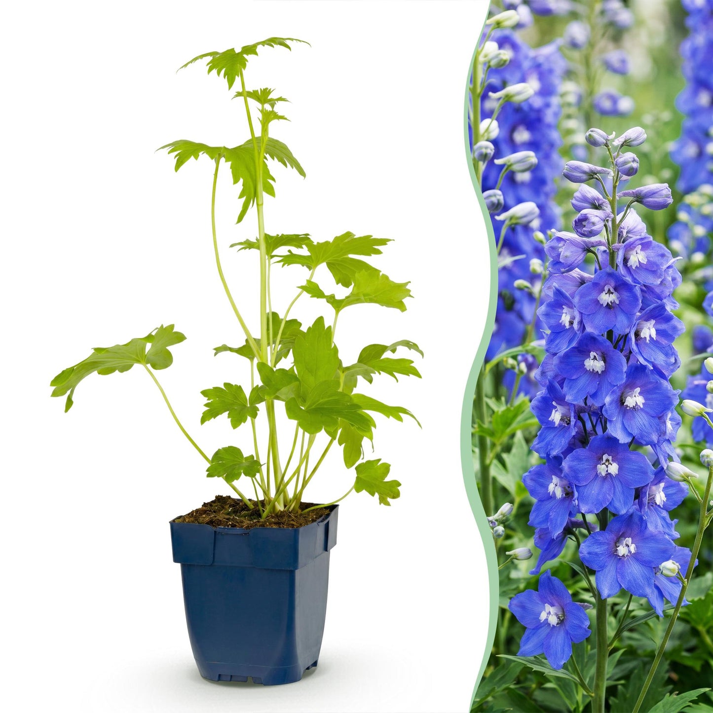 🌿 Delphinium (Pacific) 'Blue Bird' – Blauwe Ridderspoor | 3 stuks