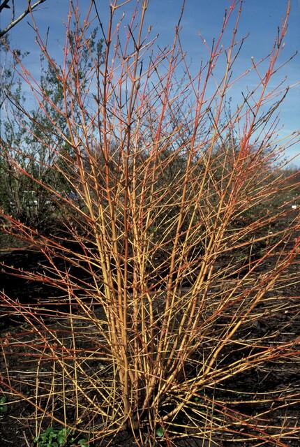 🔥 Cornus sanguinea ‘Midwinter Fire’ – Kornoelje (6 Stuks)