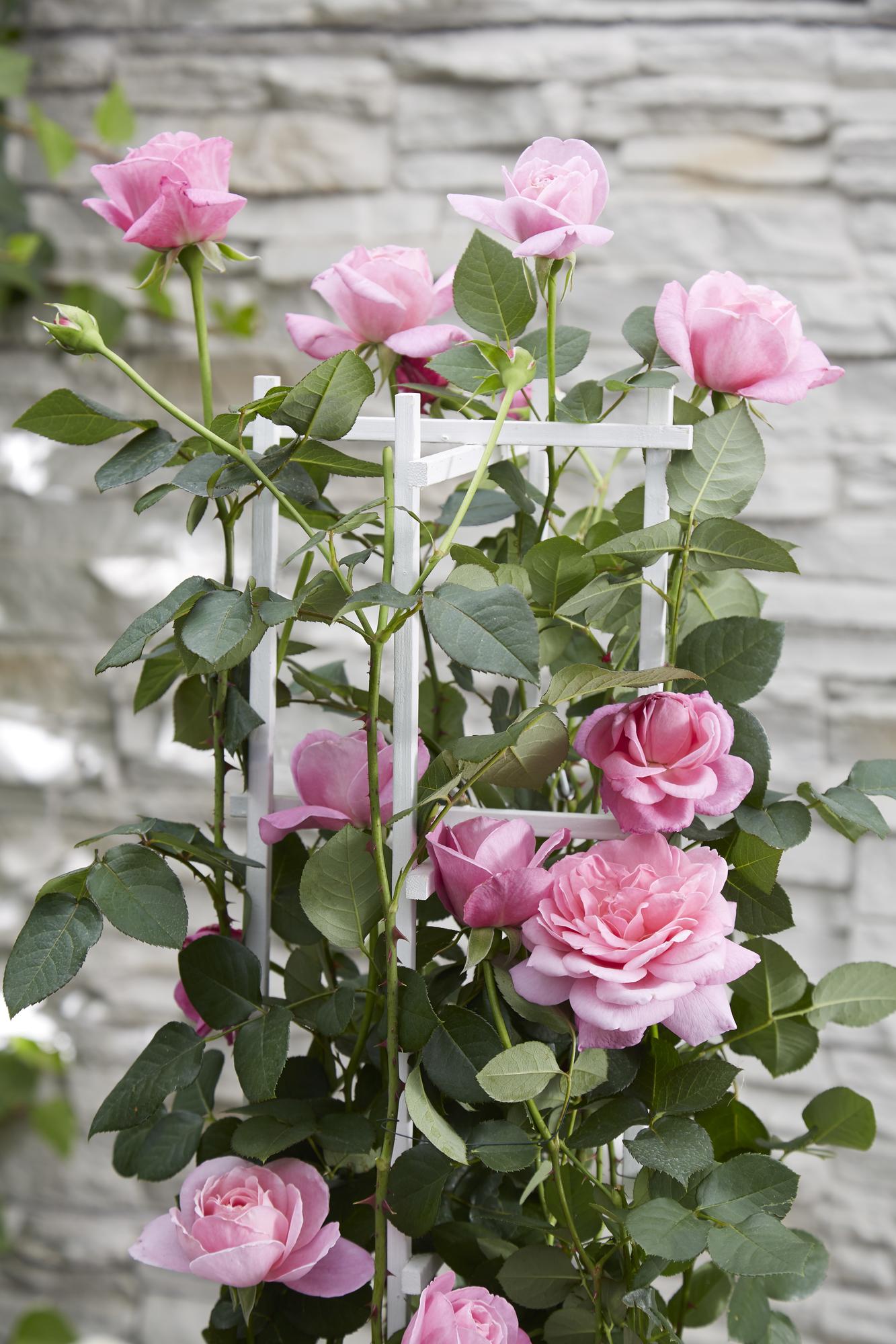 🌸 Rosa Crazy in Love ‘Pink’ – Roze Klimroos
