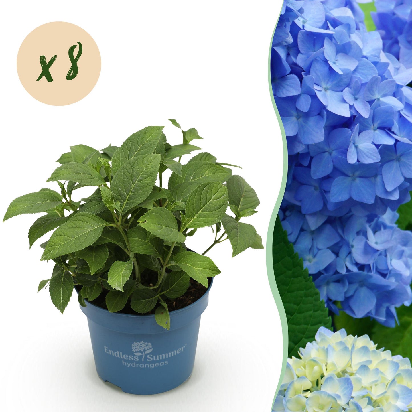 🌸 Hydrangea ‘Endless Summer – The Original Blue’ | Hortensia (8 Stuks)