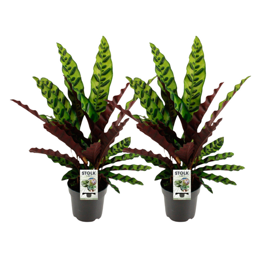 🌿 Calathea Lancifolia ‘Insignis’ | Ratelslang Plant Set (2 Stuks)