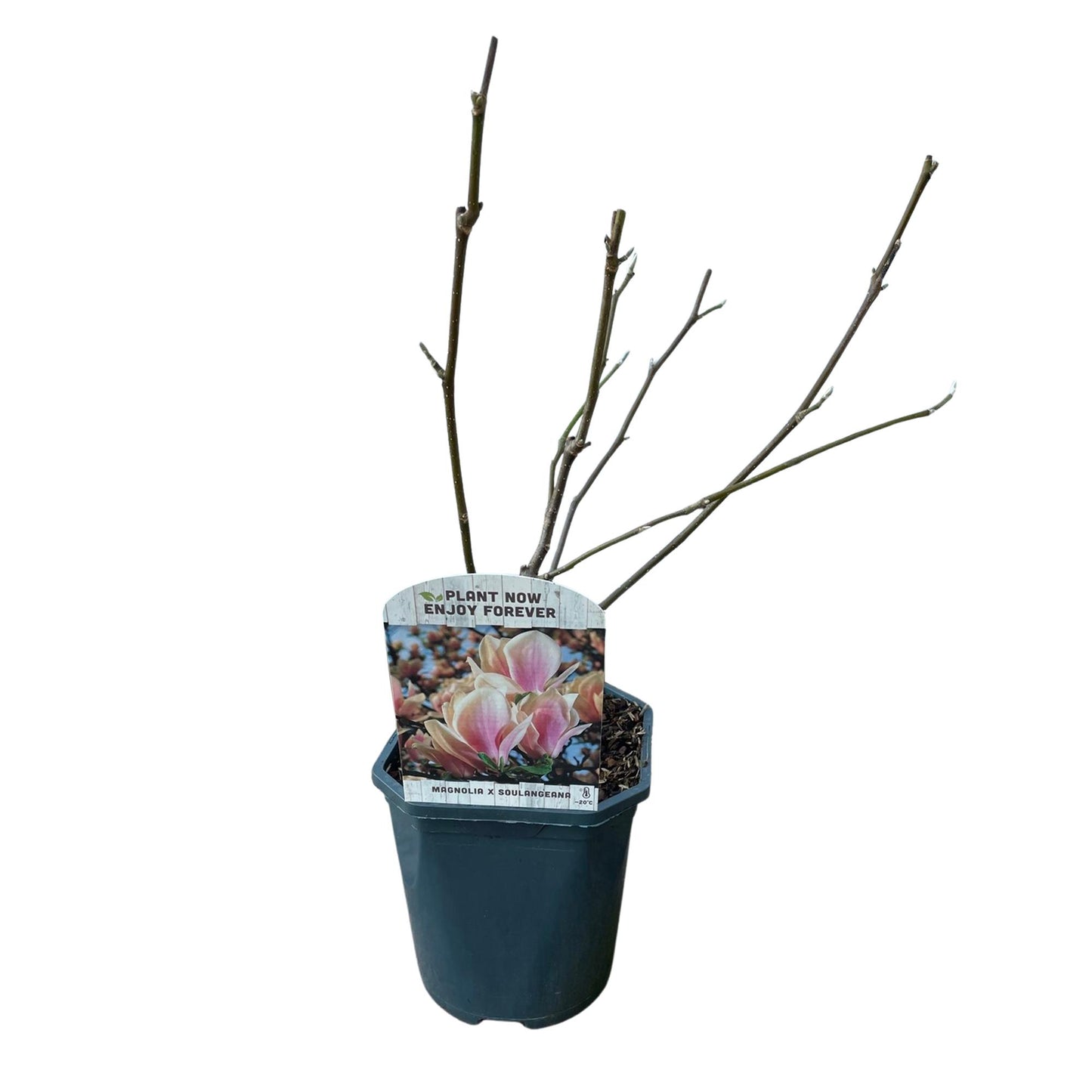 🌸 Magnolia × soulangeana – Beverboom