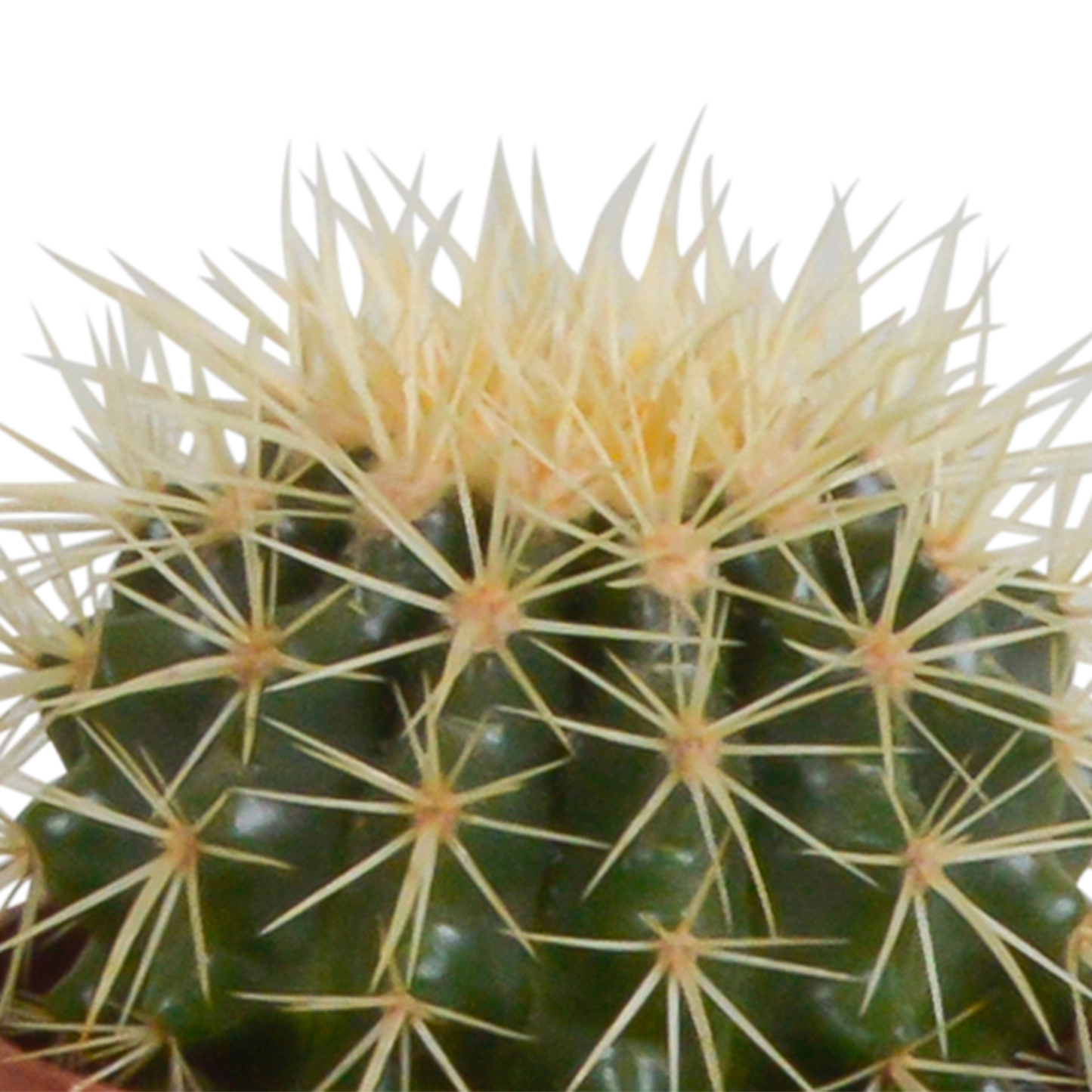 🌵 Cactus Mix – 3 stuks – Ø10,5cm – In witte pot – Stoer & Onderhoudsarm