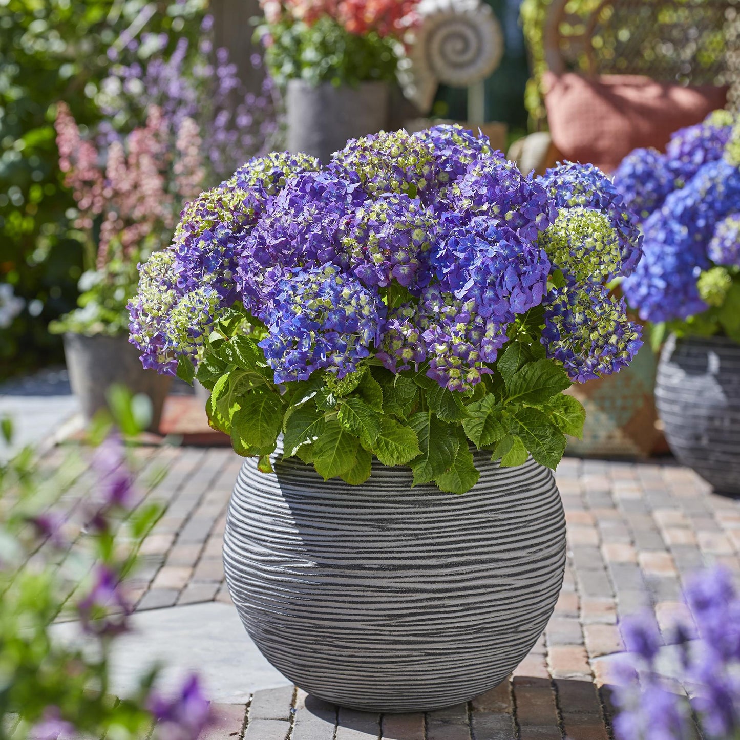 🌸 Hydrangea ‘Summer Love Purple’ | Hortensia (8 Stuks)