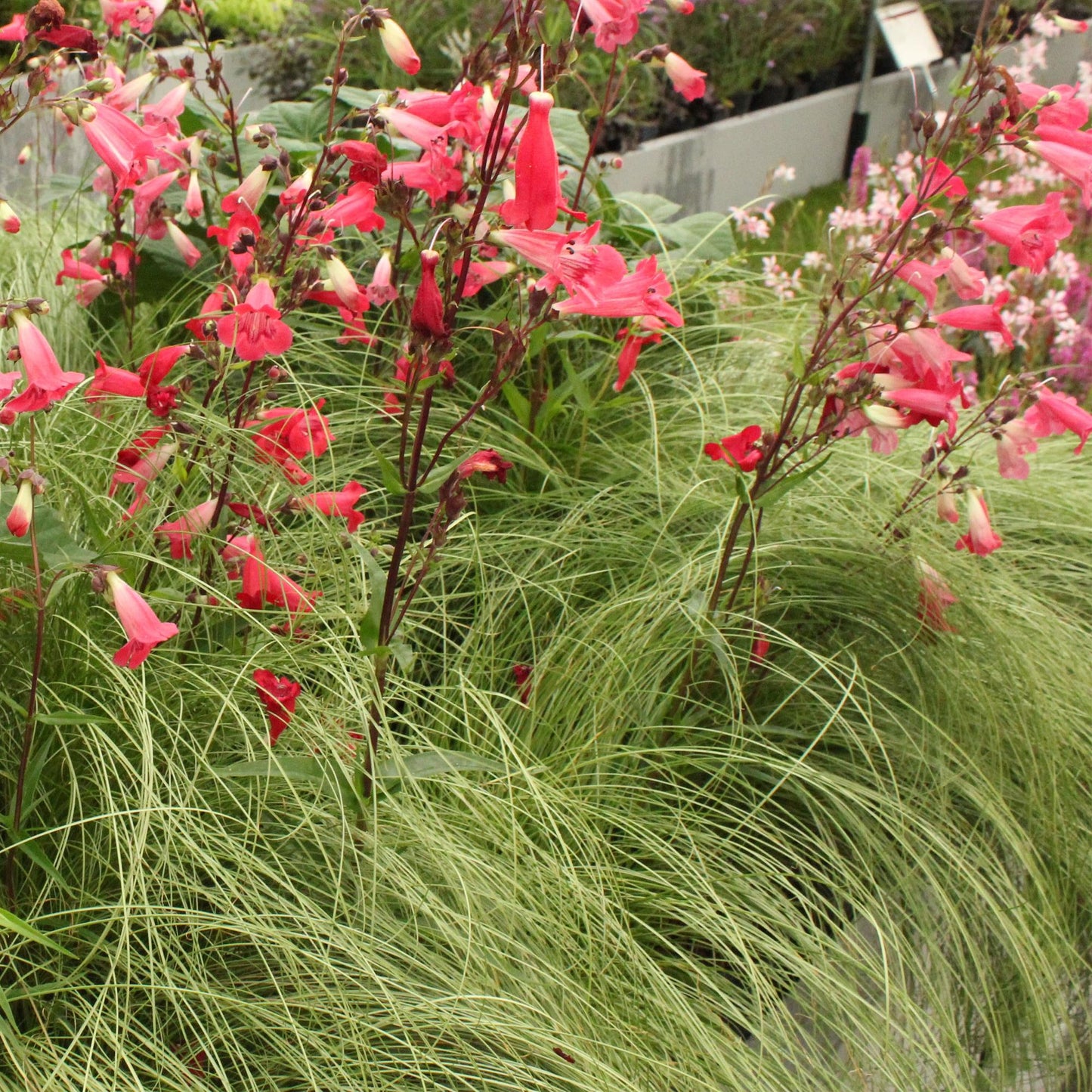 🌾 Carex comans ‘Frosted Curls’ – Siergras | (4 stuks)