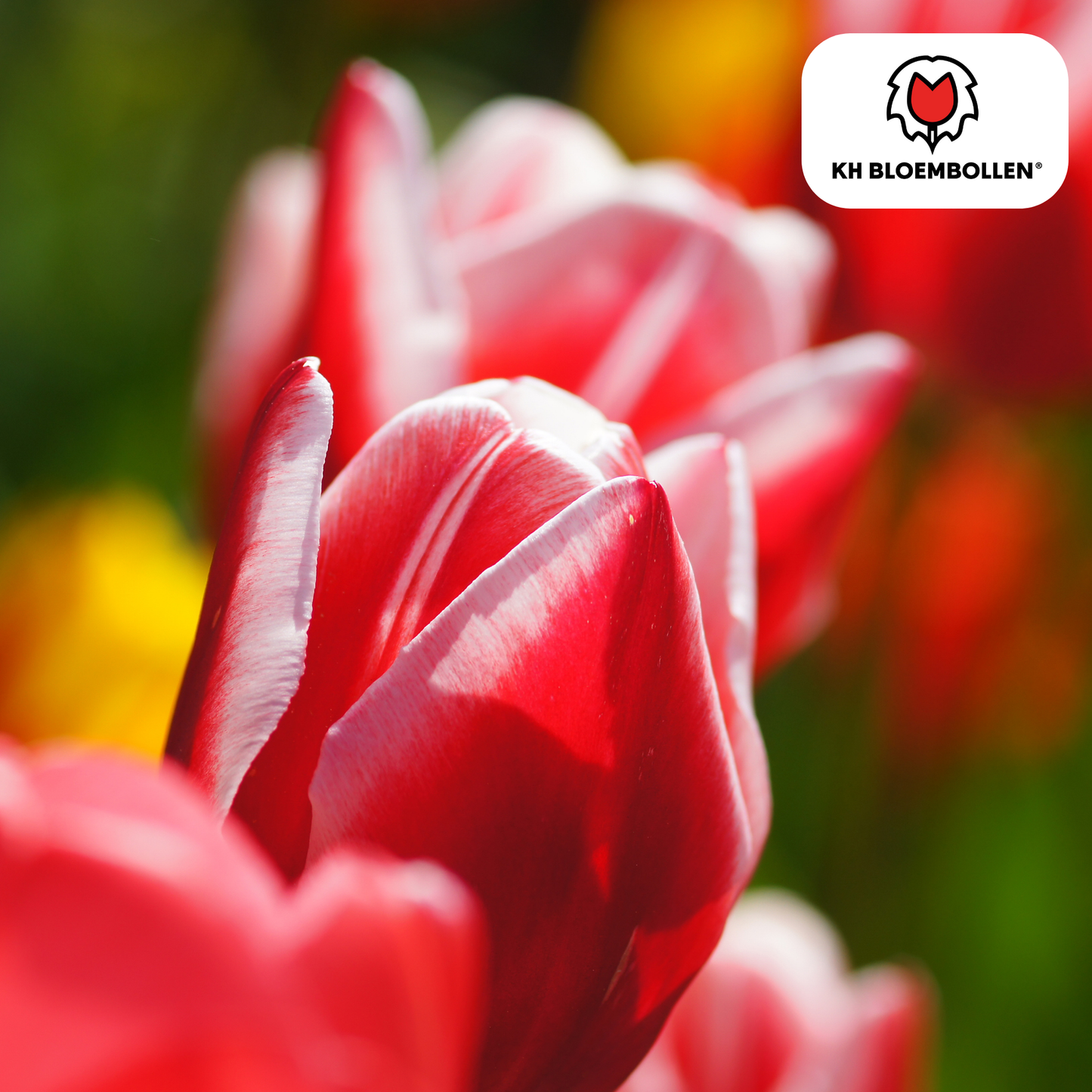 🌷 Tulpenbollen ‘Candy Apple Delight’ – Rood-Witte Tulp (20 Stuks)