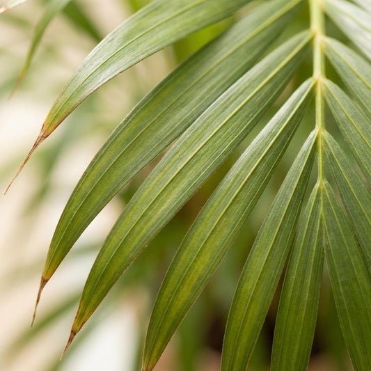 🌿 Areca Palm (Dypsis) | Tropische Kamerplant met Grijze Pot