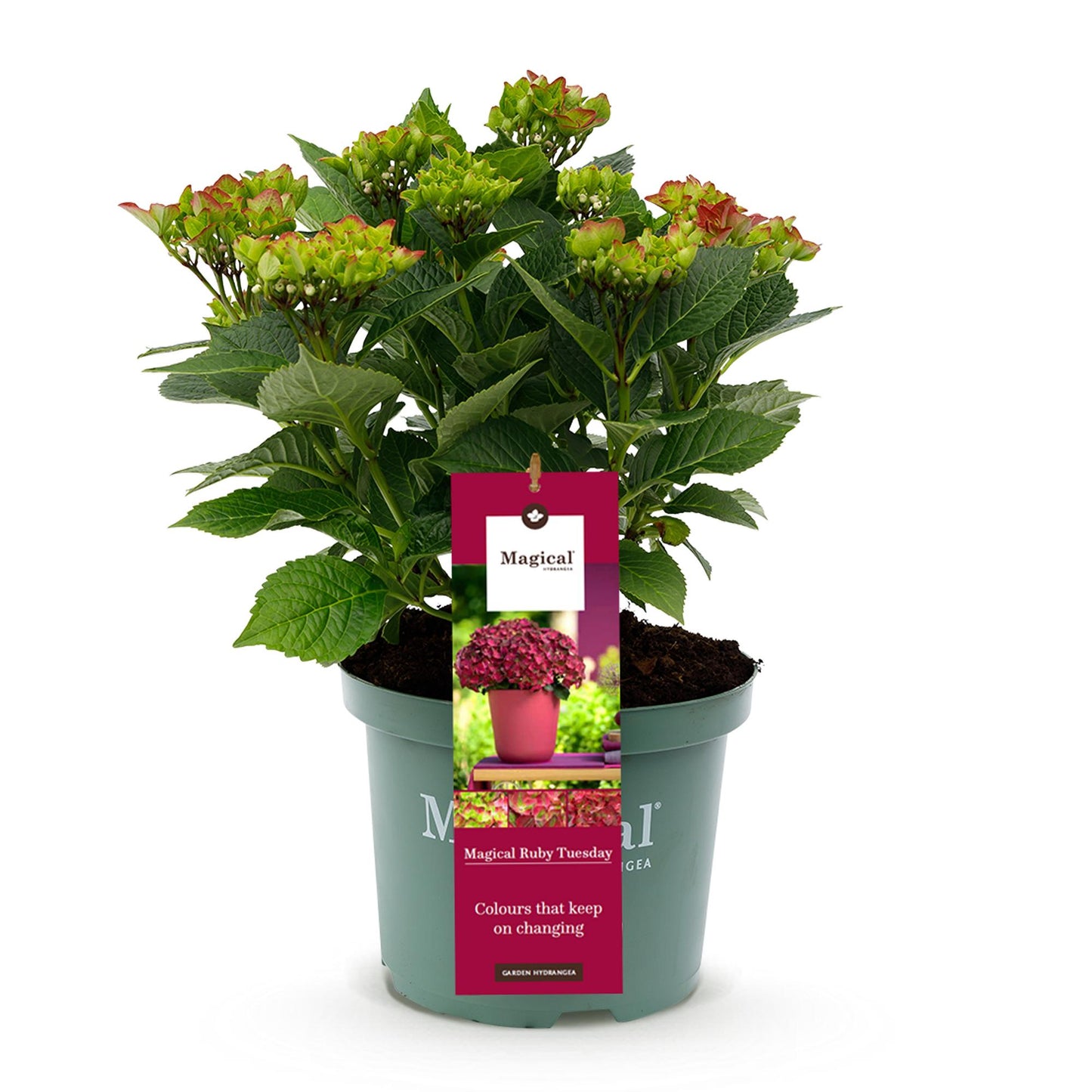 ❤️ Hydrangea ‘Magical Tuesday & Sapphire’ – Rode Hortensia