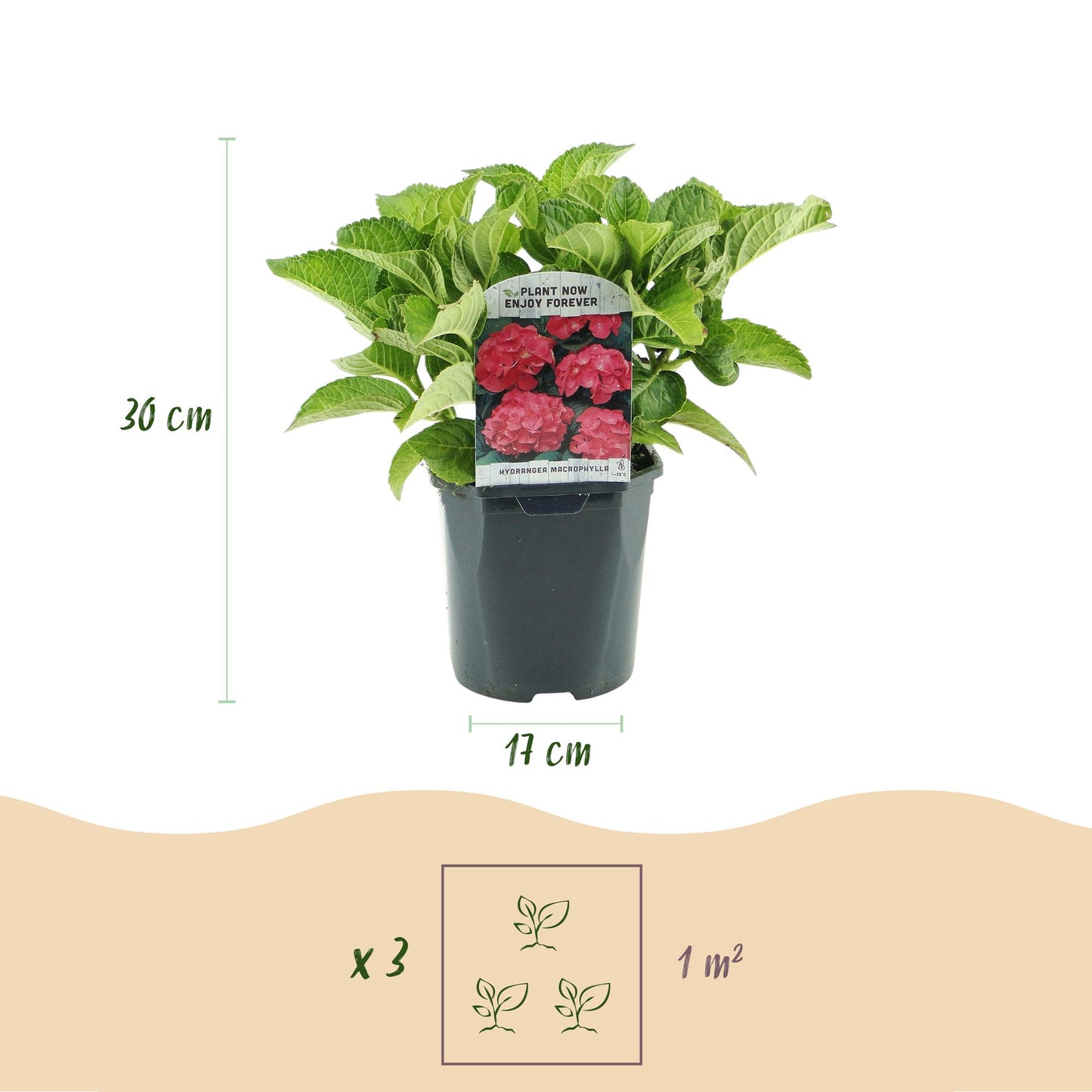 ❤️ Hydrangea macrophylla – Rode Hortensia