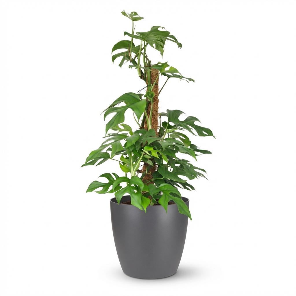 🌿 Monstera Minima | Mini Gatenplant met Mosstok & Grijze Pot