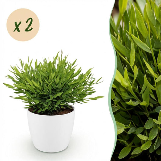 🌿 Pogonatherum ‘Monica’ | Bamboegras Set (2 Stuks)