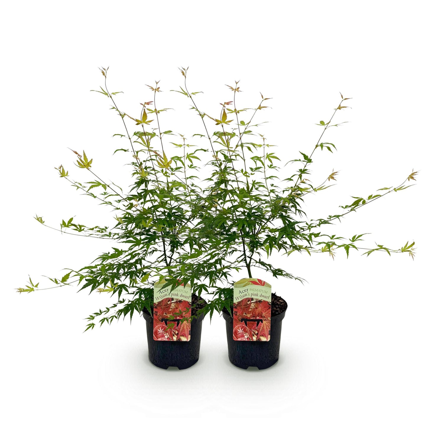 🌳 Acer palmatum ‘Pink Dwarf’ – Japanse Esdoorn (2 Stuks)