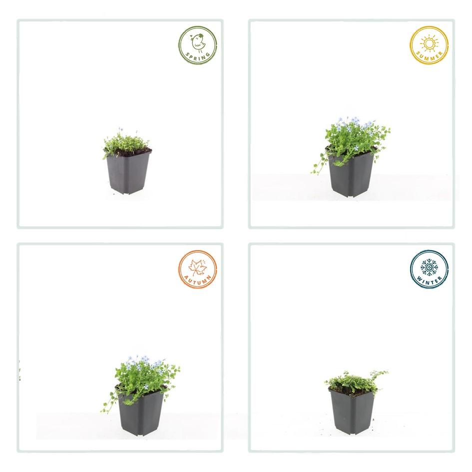 🌿 Isotoma ‘Alba’ – Winterharde Witte Bodembedekker (24 stuks)