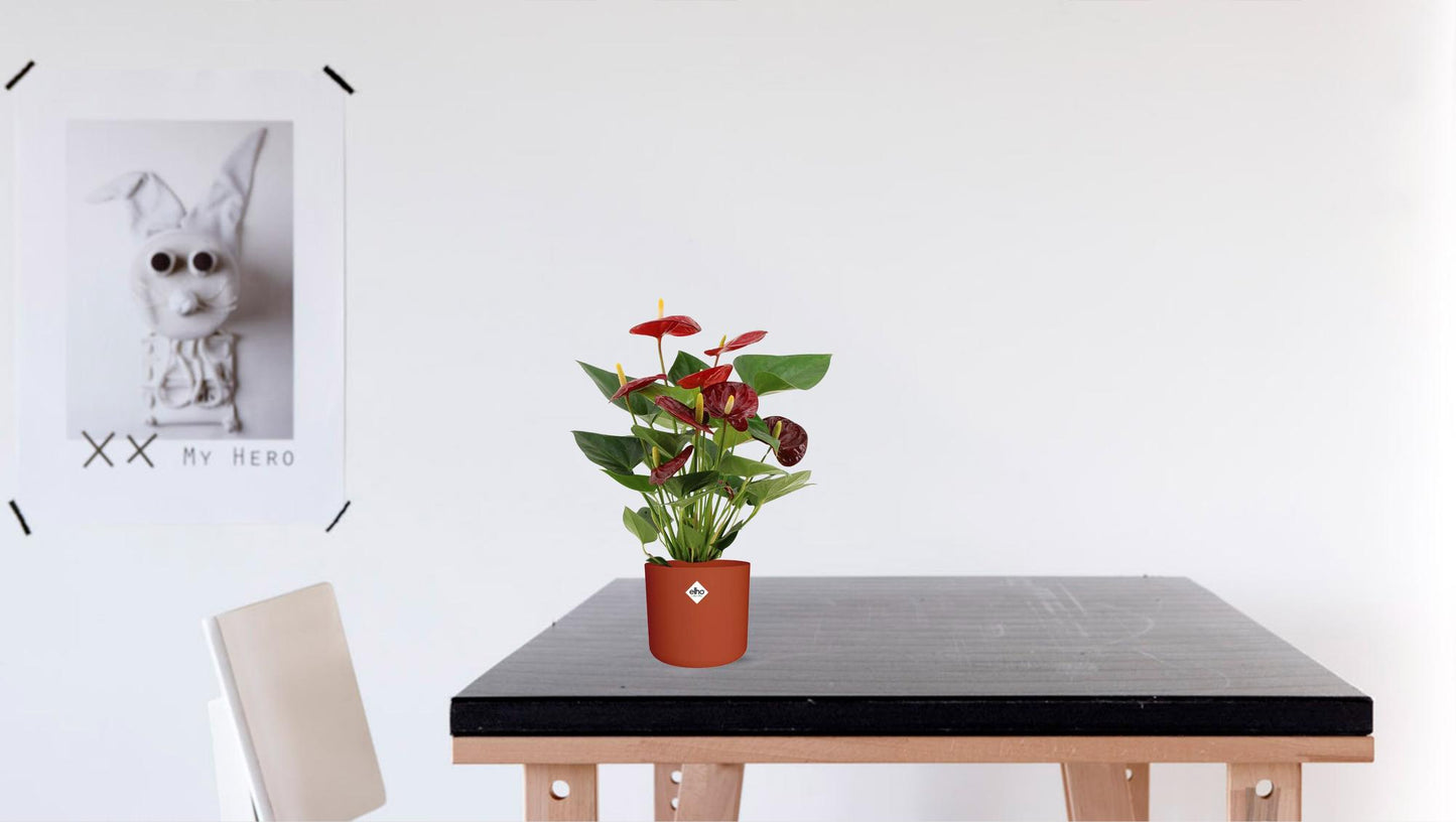 🌺 Anthurium Calon | Bloeiende Kamerplant