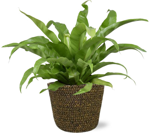 🌿 Asplenium Antiquum – Groene Nestvaren met Selin Pot Zwart Ø17 cm – 45 cm