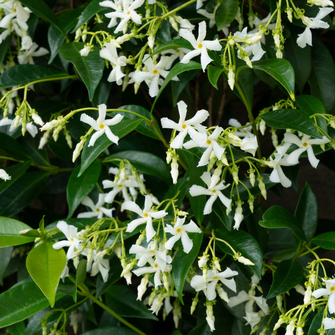 🌸 Trachelospermum jasminoides 'Star of Venice' | Toscaanse Jasmijn