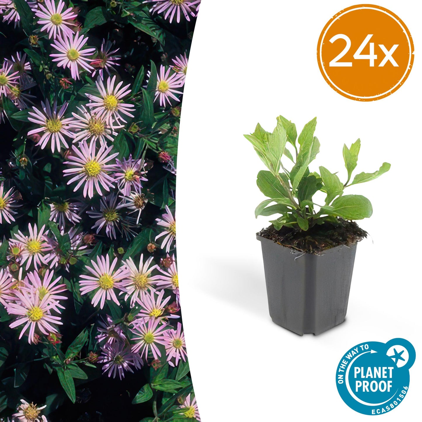 🌸 Aster ‘Asran’ – Winterharde Bloeiende Bodembedekker (24 stuks)