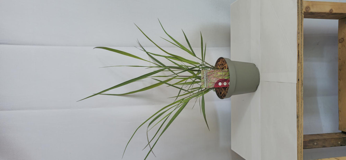 🌾 Panicum virgatum ‘Rotstrahlbusch’ – Siergras met warme herfstkleuren
