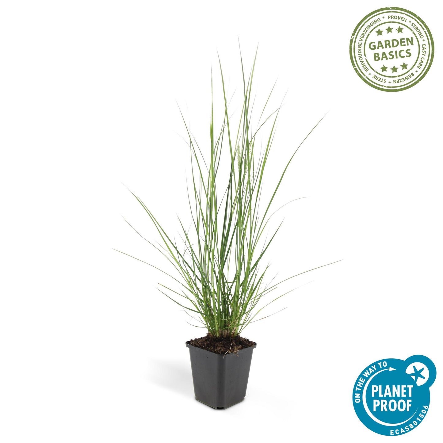 🌾 Pennisetum alopecuroides ‘Hameln’ | Lampenpoetsersgras (12 Stuks)