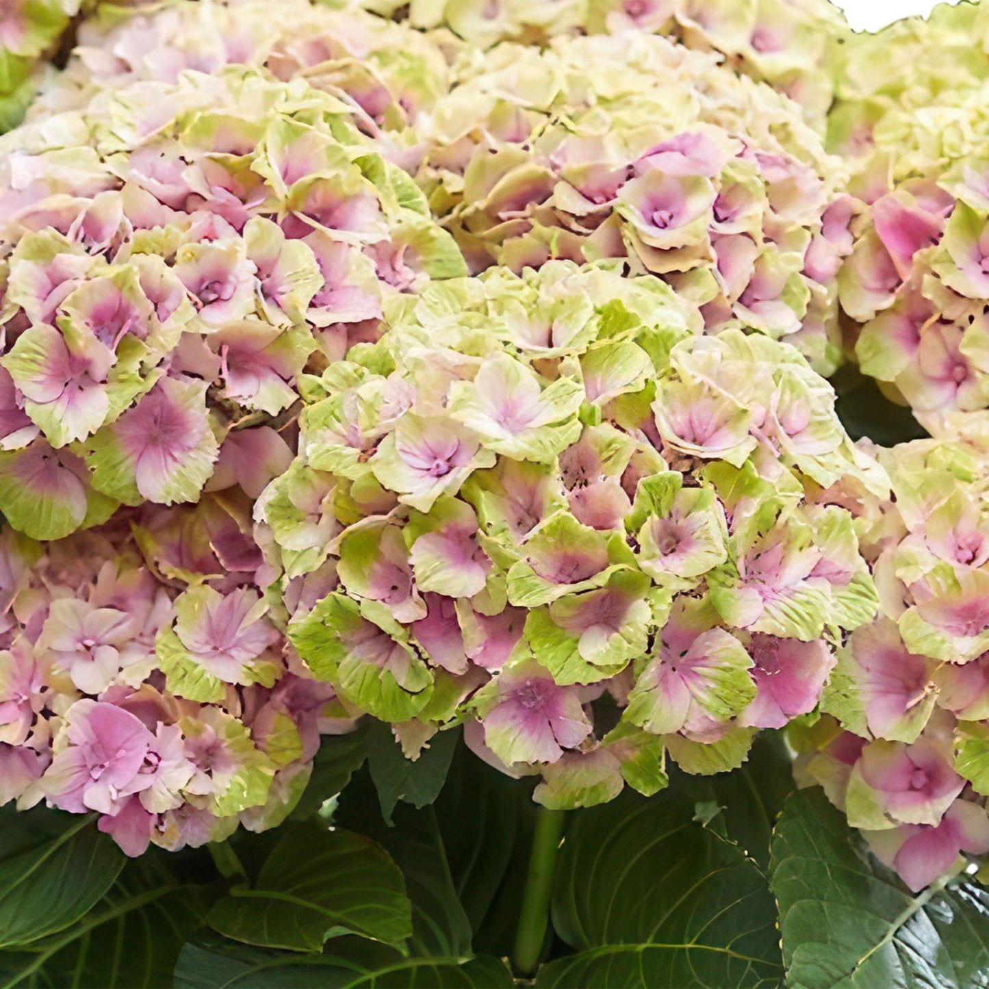 🌸 Hydrangea ‘Magical Jewel Pink’ – Roze Hortensia | (2 stuks)