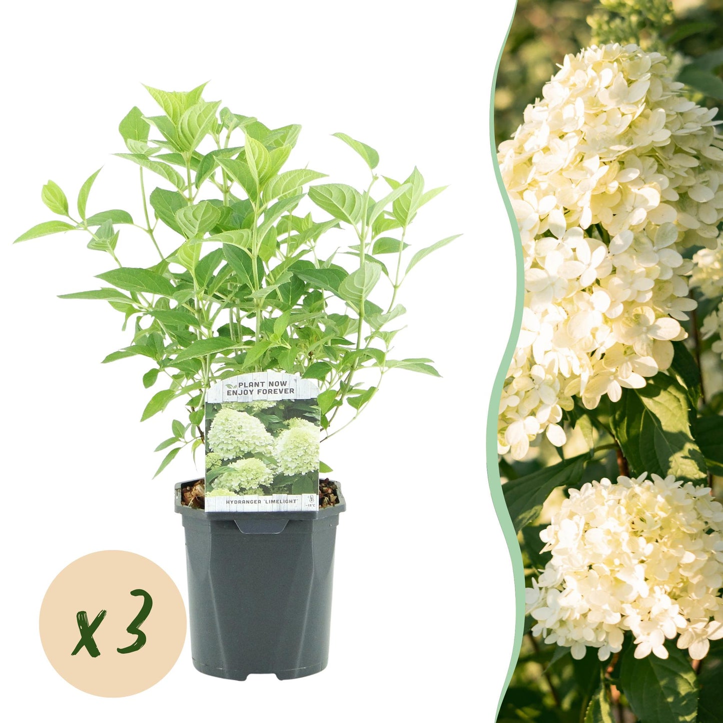 🌸 Hydrangea paniculata ‘Limelight’ – Pluimhortensia | (3 stuks)